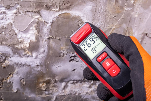 Attic Mold Removal in Palatka, FL
