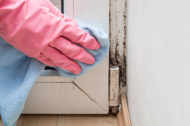 Best Attic Mold Removal  in Palatka, FL